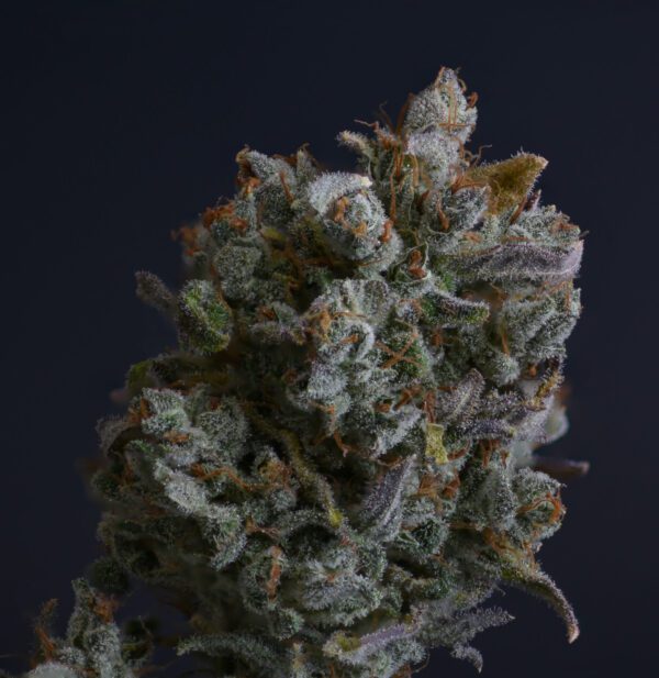Casey Jones IX ([F1 x F2] x [F1 x F2]) 10 Regular Seeds - Image 5