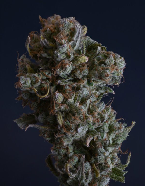 Casey Jones IX ([F1 x F2] x [F1 x F2]) 10 Regular Seeds - Image 3
