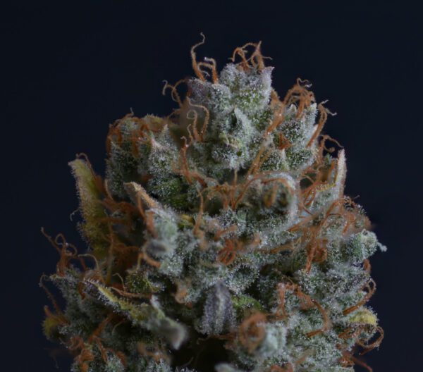 Casey Jones IX ([F1 x F2] x [F1 x F2]) 10 Regular Seeds - Image 4