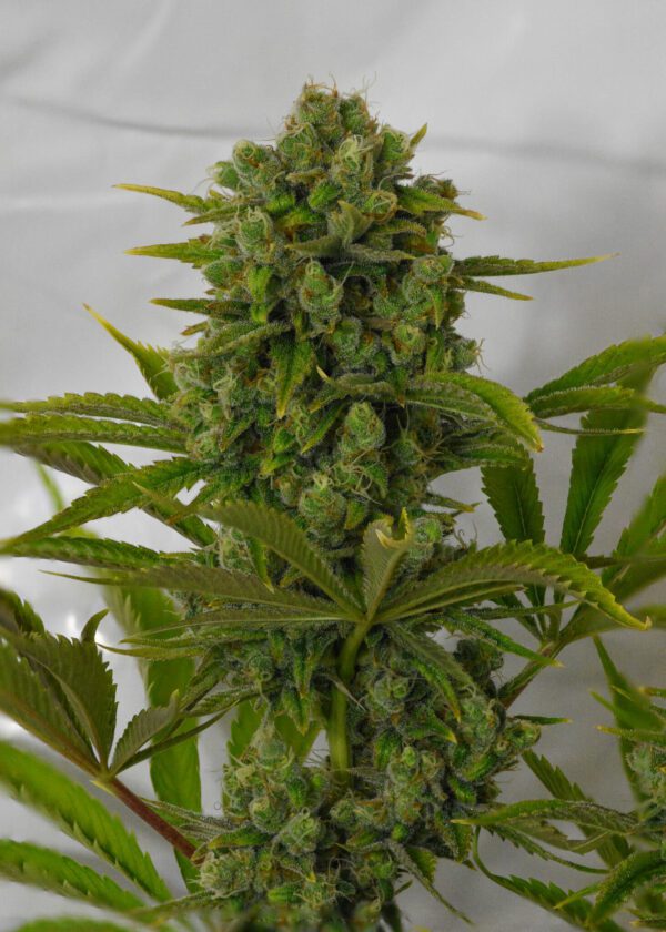 Casey Jones IX ([F1 x F2] x [F1 x F2]) 10 Regular Seeds - Image 7