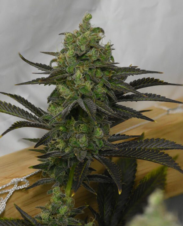 Casey Jones IX ([F1 x F2] x [F1 x F2]) 10 Regular Seeds - Image 8