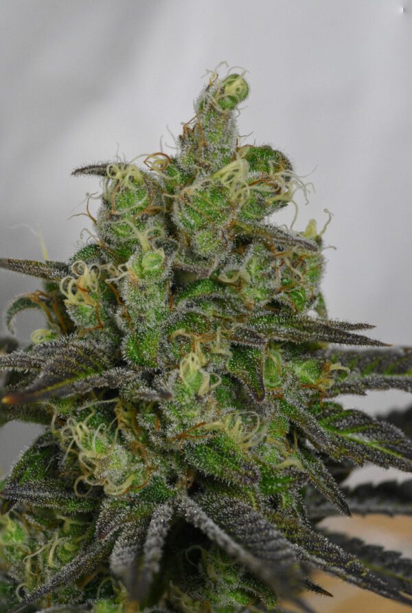 Casey Jones IX ([F1 x F2] x [F1 x F2]) 10 Regular Seeds - Image 9