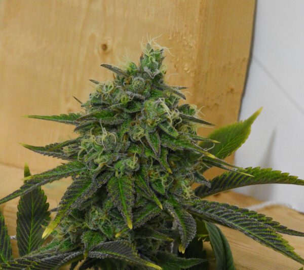 Casey Jones IX ([F1 x F2] x [F1 x F2]) 10 Regular Seeds - Image 10