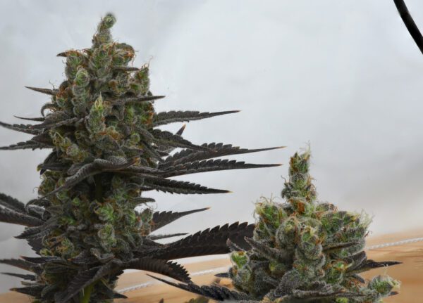 Casey Jones IX ([F1 x F2] x [F1 x F2]) 10 Regular Seeds - Image 11