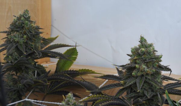 Casey Jones IX ([F1 x F2] x [F1 x F2]) 10 Regular Seeds - Image 12