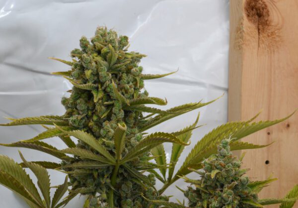 Casey Jones IX ([F1 x F2] x [F1 x F2]) 10 Regular Seeds - Image 13