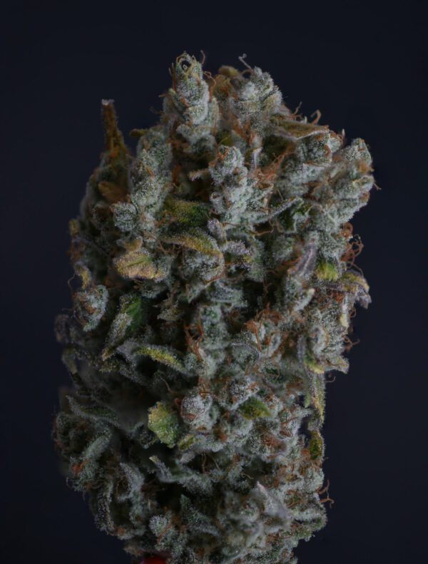 Casey Jones IX ([F1 x F2] x [F1 x F2]) 10 Regular Seeds - Image 2