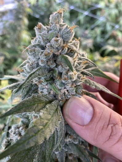 Frosted Guava Auto F1 (Guava x Frosted Skywalker) 5 Feminized Autoflower Seeds