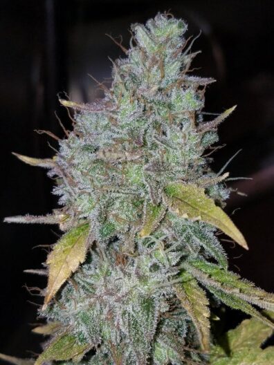 GrapeZilla F1 (Bridezilla x [GG#4 x Sour Grapes]) 10 Regular Seeds
