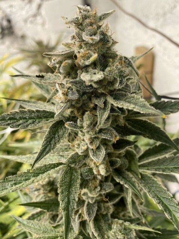 Kushy Chem Auto (Triangle Kush Auto x Chem de la Chem x West Coast OG) 5 Feminized Autoflower Seeds