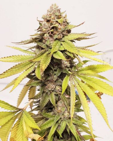 Mo Swayze F1 (GMOozy x [GMO x Swayze]) 10 Regular Seeds