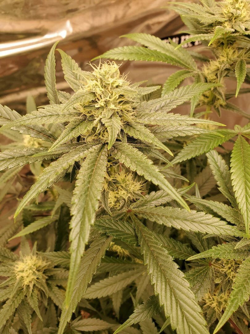 Starberry Candy F1 (Cob's Candy x Strawberry Starburst) 10 Regular Seeds