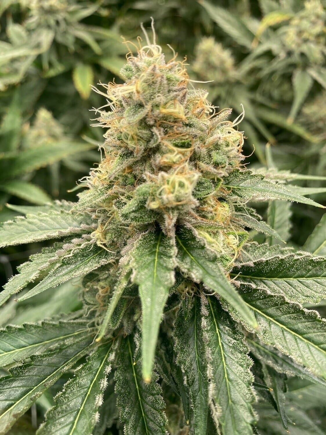 Strawberry Guava Auto F1 (Strawberry Nuggets x Guava Auto) 5 Feminized Autoflower Seeds