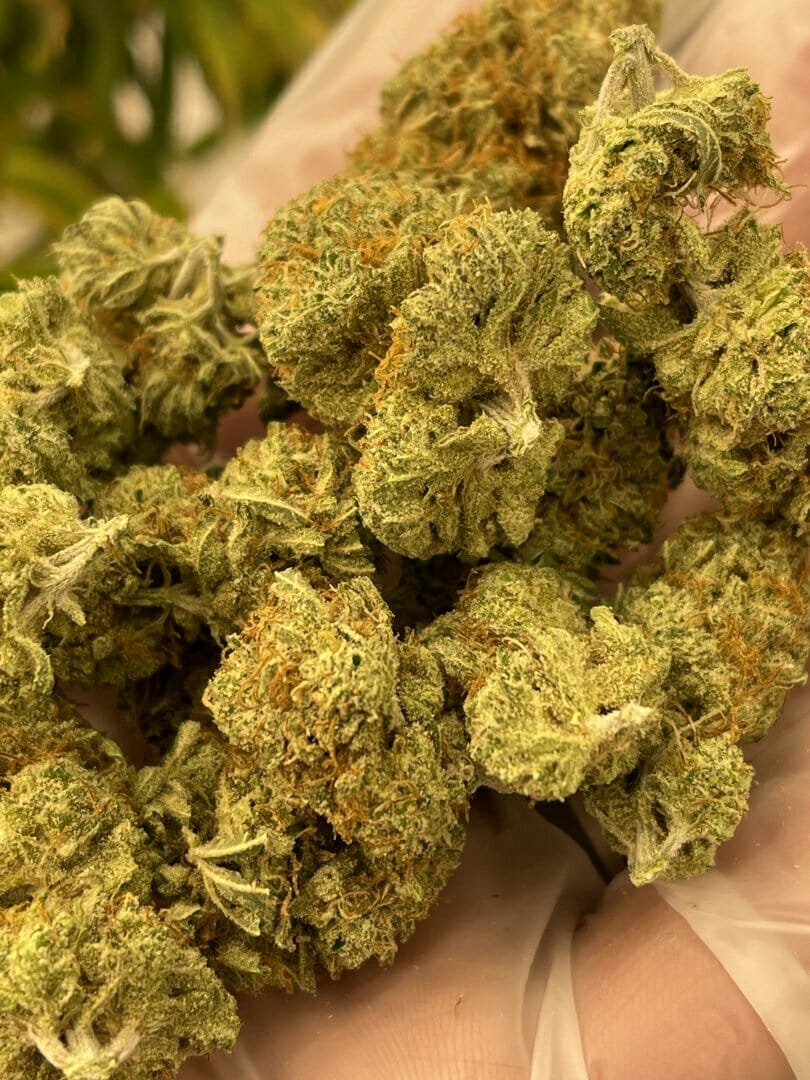 Susie Creamcheese F1 (Cheeselicious x Strawberry Starburst) 10 Regular Seeds - Image 3