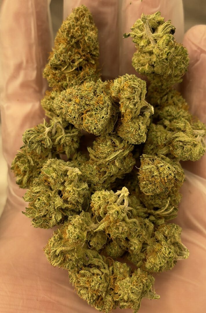 Susie Creamcheese F1 (Cheeselicious x Strawberry Starburst) 10 Regular Seeds - Image 2