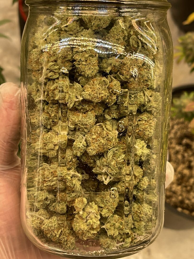 Susie Creamcheese F1 (Cheeselicious x Strawberry Starburst) 10 Regular Seeds - Image 4