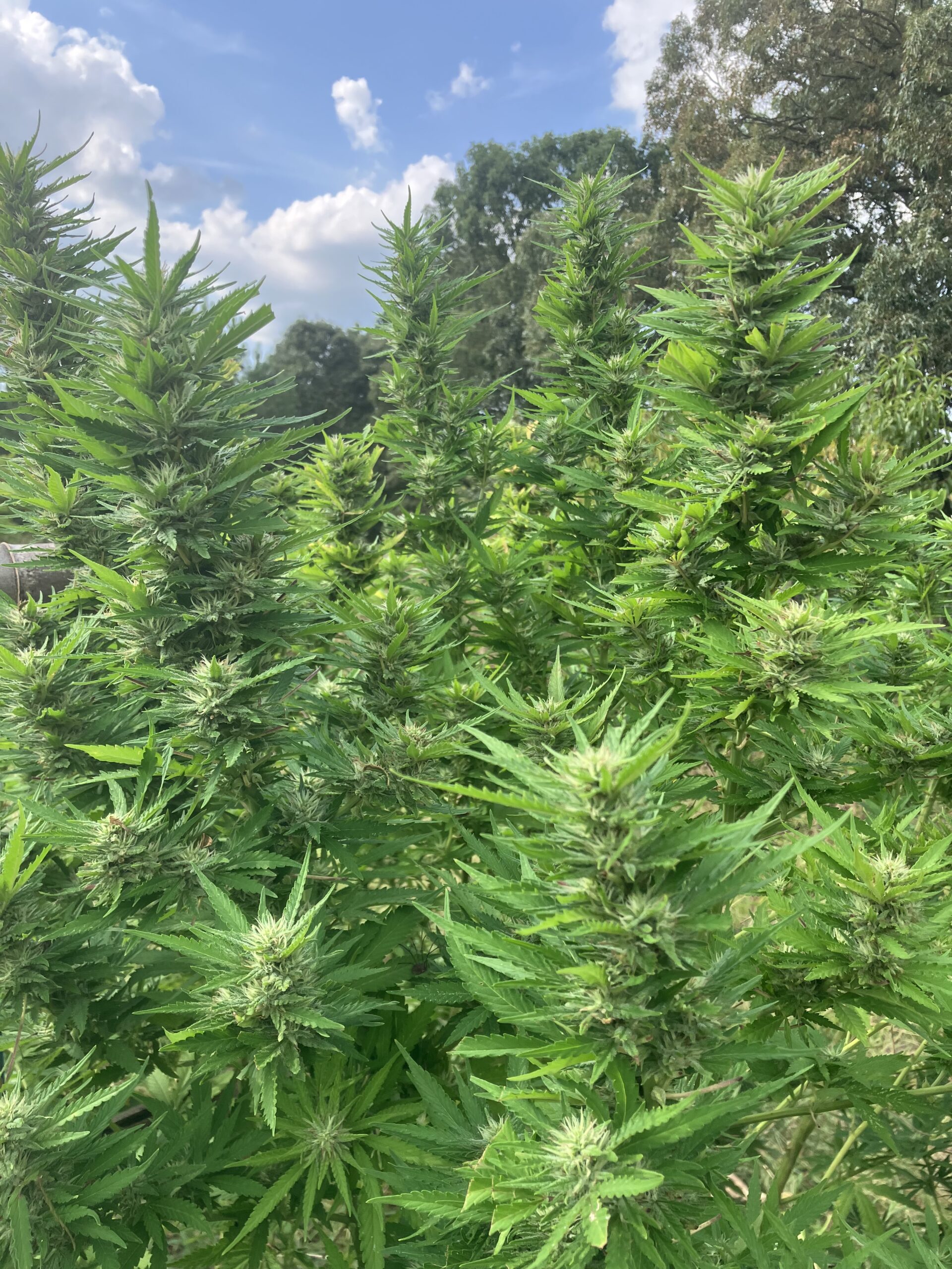 Susie Creamcheese F1 (Cheeselicious x Strawberry Starburst) 10 Regular Seeds - Image 5