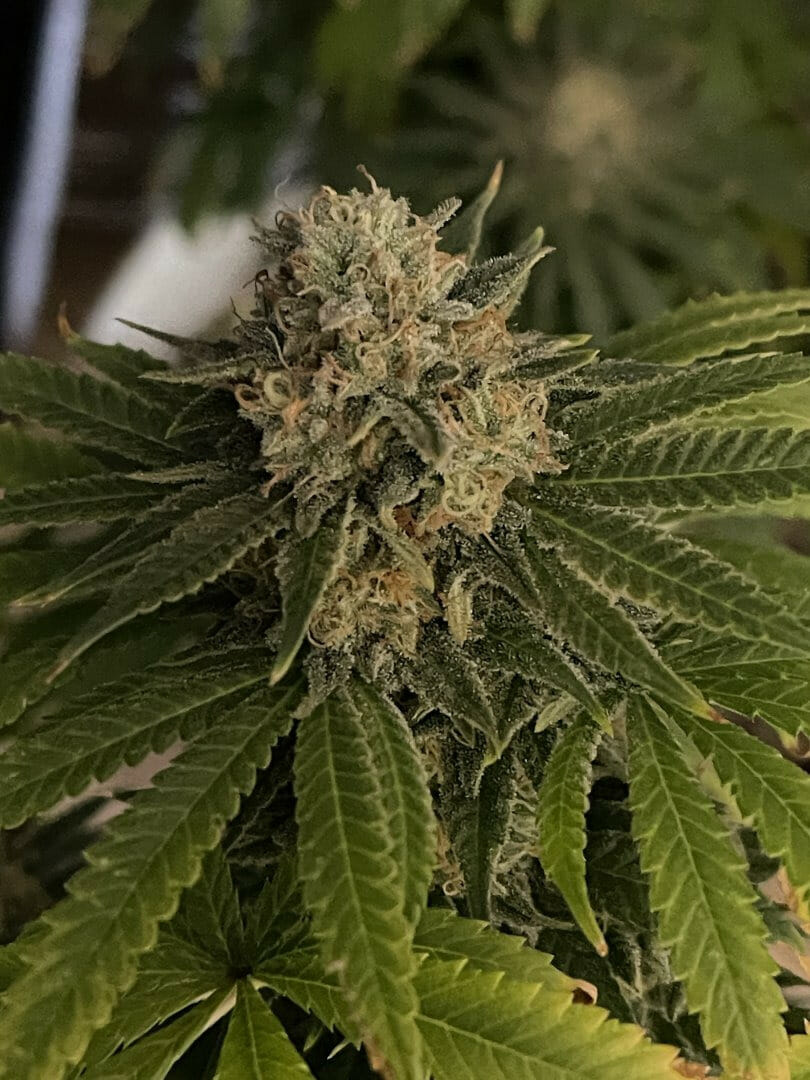 Susie Creamcheese F1 (Cheeselicious x Strawberry Starburst) 10 Regular Seeds