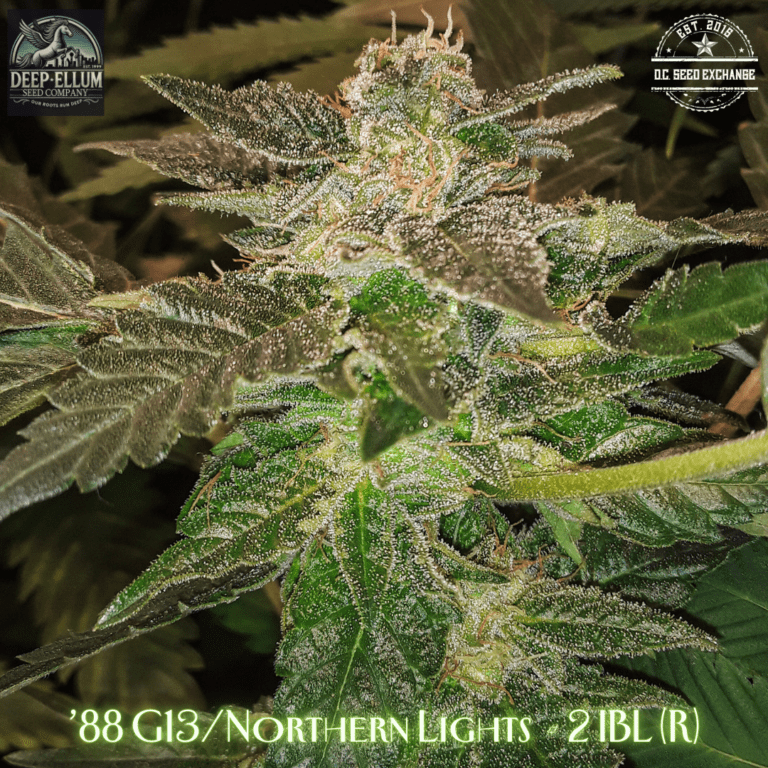 88 G13/Northern Lights #2 IBL 10 Regular Seeds - DCSE