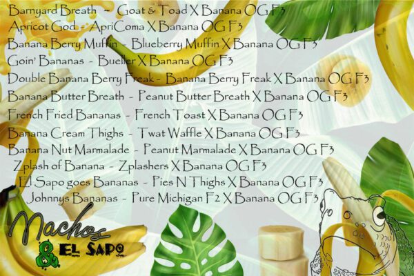 Zplash of Banana F1 (Zplashers x Banana OG F3) 12 Regular Seeds - Image 2