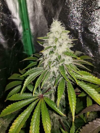Chemdog "D" x LA Pure Kush F1 7 Feminized Seeds