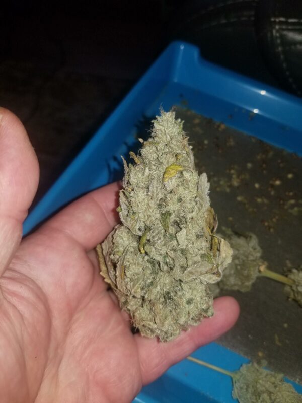 Chemdog "D" x LA Pure Kush F1 7 Feminized Seeds - Image 2