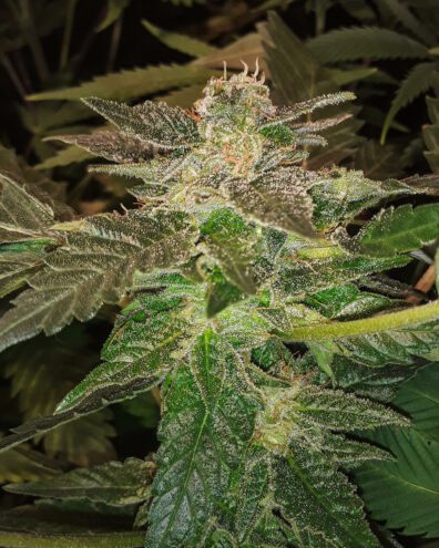 G13xNL2 deepellumseeds scaled