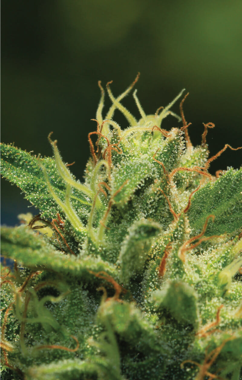 Humboldt Sour Diesel Bx4 Auto 5 Autoflower Seeds - Image 2