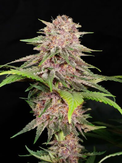 Indigo Pupil F1 (Star Pupil Mother cut x Indigo Child Bx1) 13 Regular Seeds