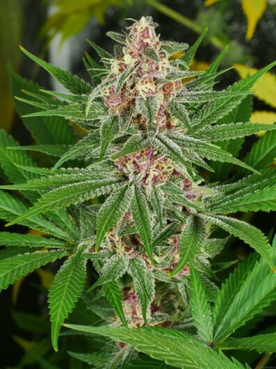 Drippy Eye S1 ({Juicy Fruit Thai x Snow Lotus} x Star Pupil) 7 Feminized Seeds