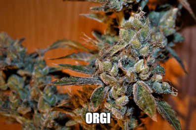 Orgi S1 10 Feminized Seeds