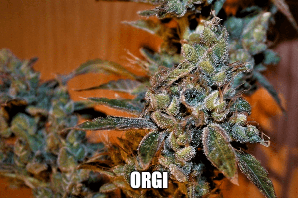 Orgi S1 10 Feminized Seeds