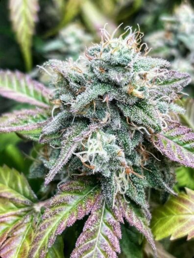 Don Johnson F1 (Don Juan x Pure Michigan) 10 Regular Seeds