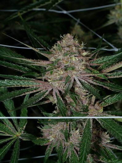 Moby Grape Bx1 a
