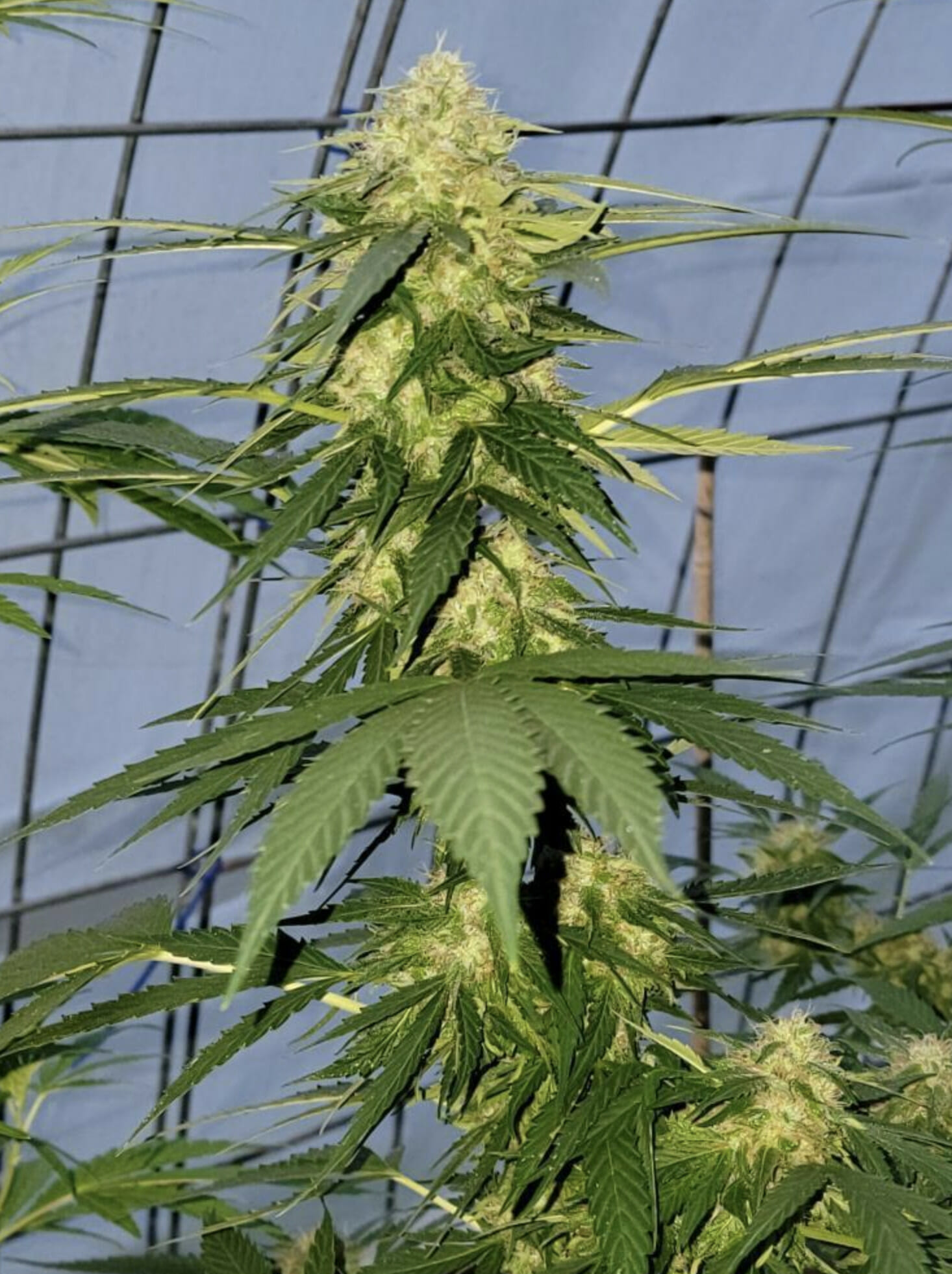 Otto Orange F2 Auto 10 Feminized Autoflower Seeds - Image 2