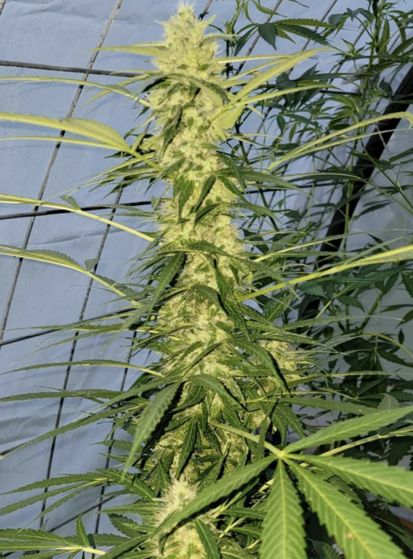 Otto Orange F2 Auto 10 Feminized Autoflower Seeds - Image 9