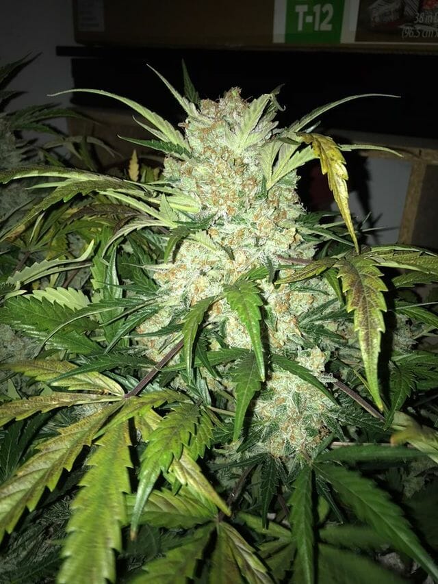Otto Orange F2 Auto 10 Feminized Autoflower Seeds - Image 5