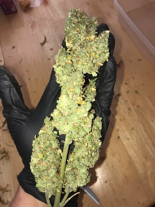 Otto Orange F2 Auto 10 Feminized Autoflower Seeds - Image 8