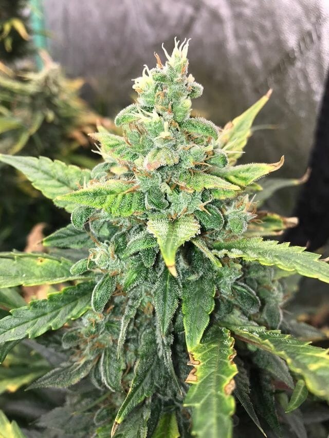 Otto Orange F2 Auto 10 Feminized Autoflower Seeds - Image 3