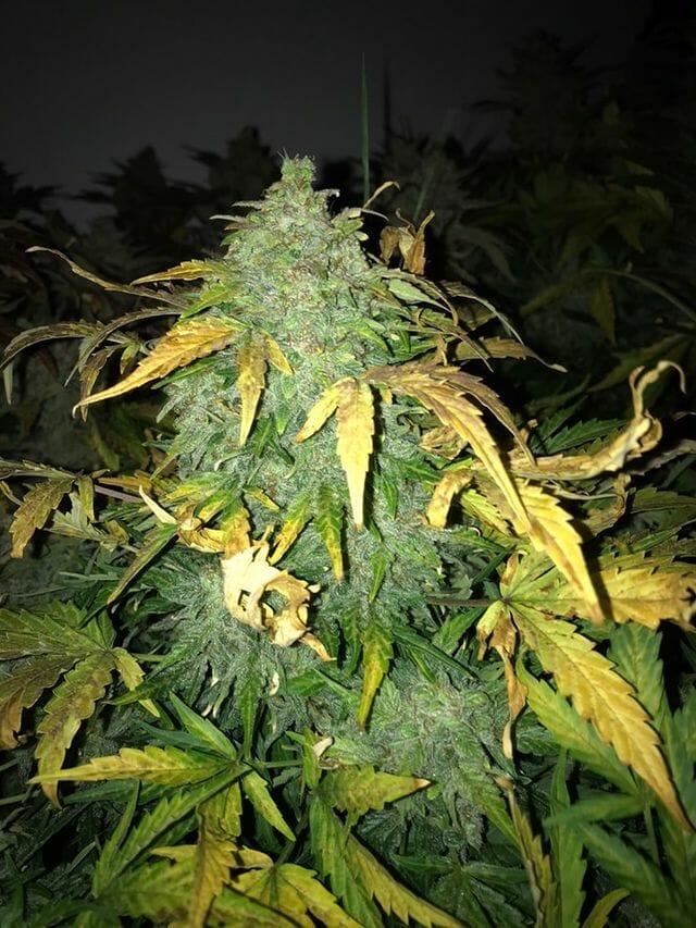Otto Orange F2 Auto 10 Feminized Autoflower Seeds - Image 6