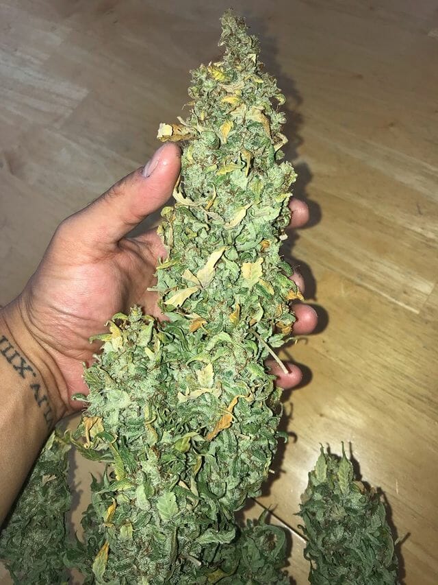 Otto Orange F2 Auto 10 Feminized Autoflower Seeds - Image 7