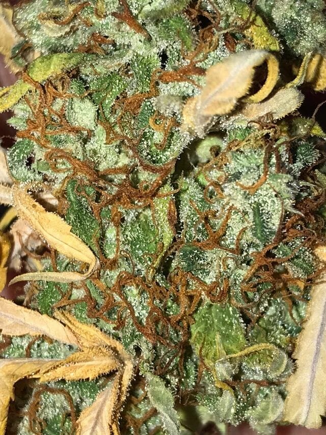 Otto Orange F2 Auto 10 Feminized Autoflower Seeds - Image 4