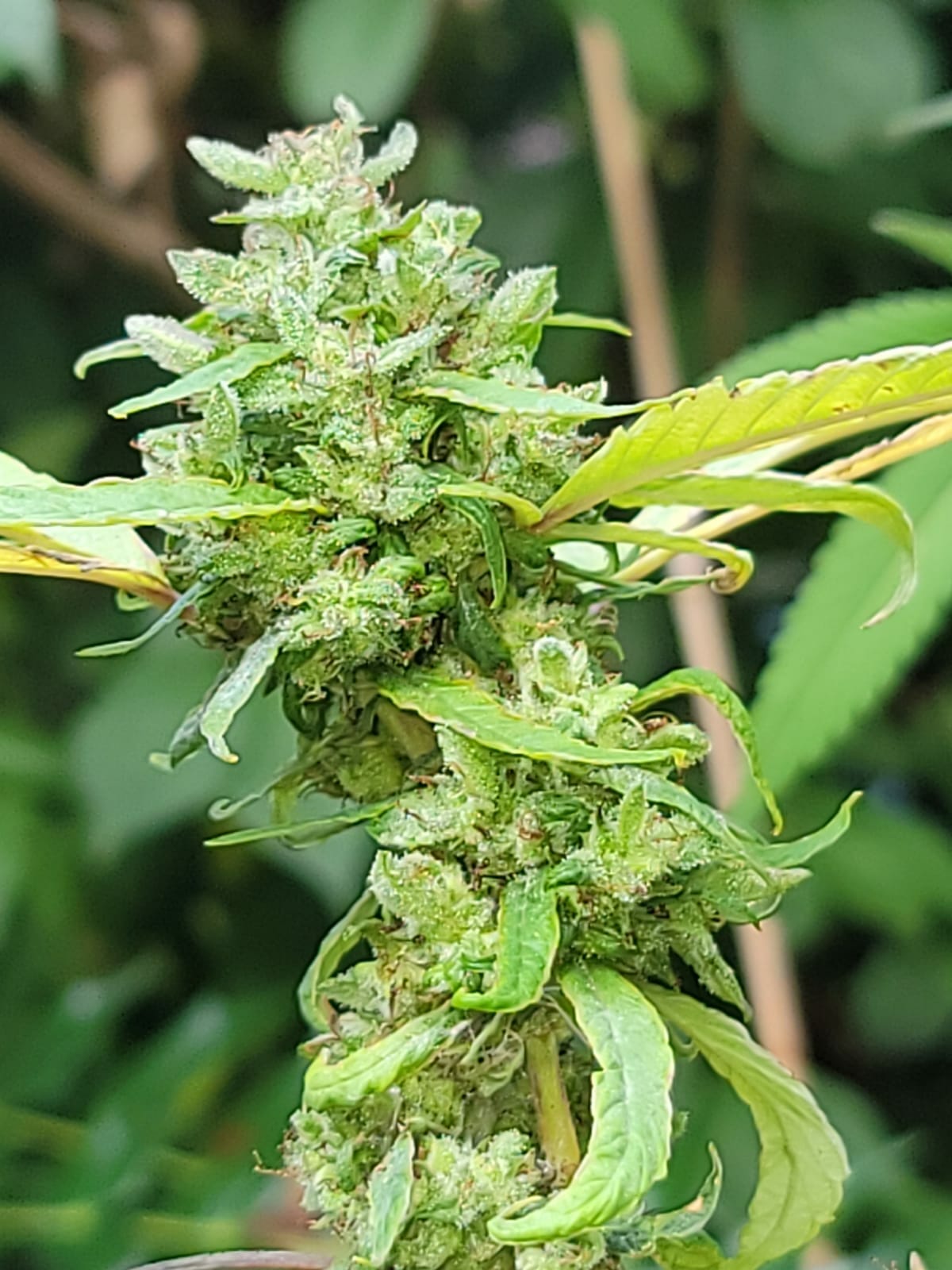 Otto Octavius F1 (Nitro Jelly x Jelly Pie) 10 Regular Seeds - Image 2