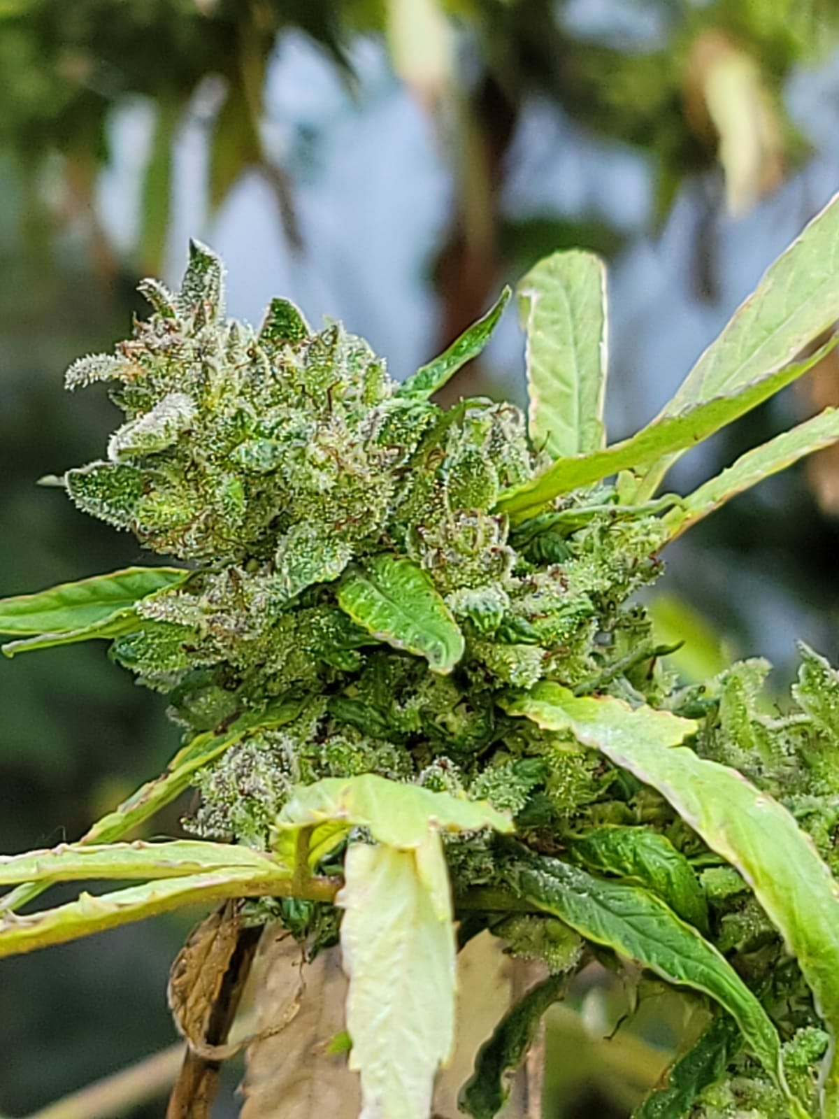 Otto Octavius F1 (Nitro Jelly x Jelly Pie) 10 Regular Seeds - Image 3