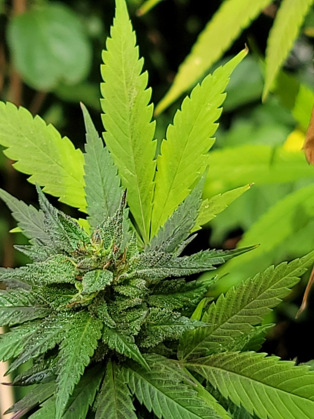 Poppy Skunk F2 (Grand Daddy Purple X Original Skunk #1) 10 Regular Seeds - Image 5