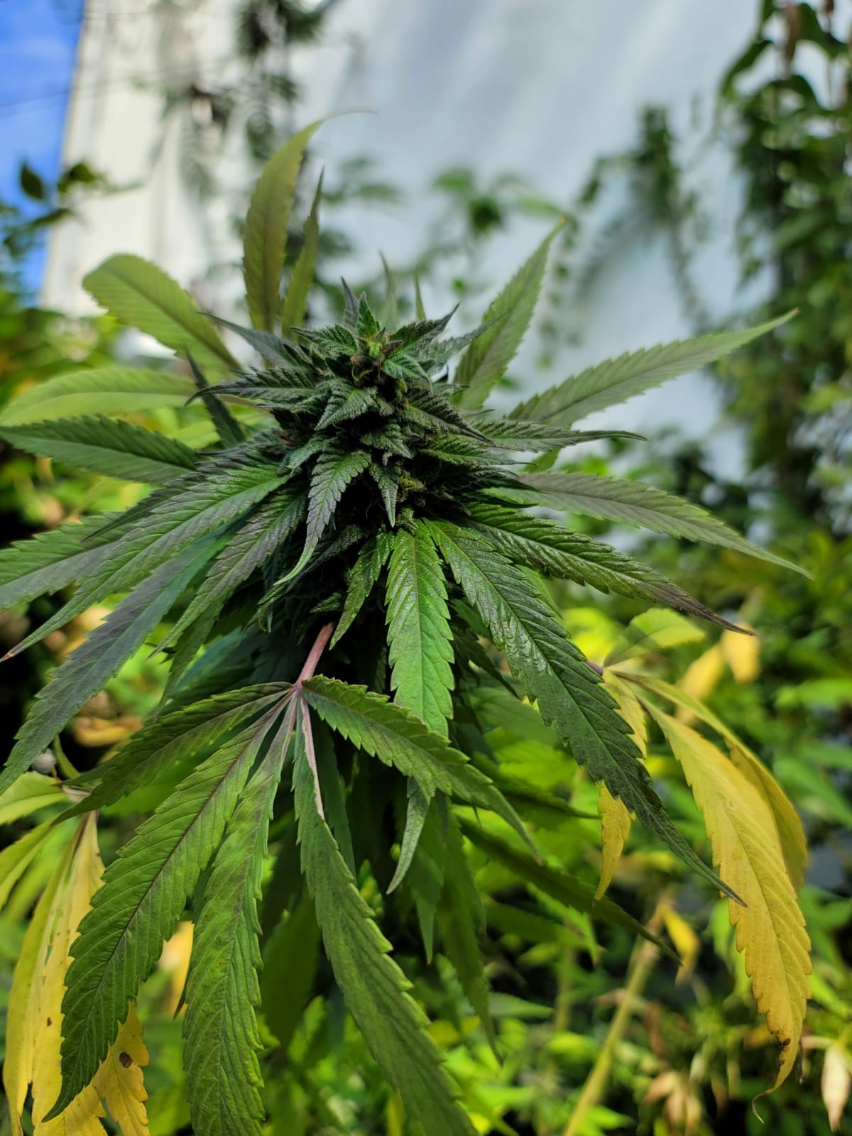 Poppy Skunk F2 (Grand Daddy Purple X Original Skunk #1) 10 Regular Seeds - Image 4