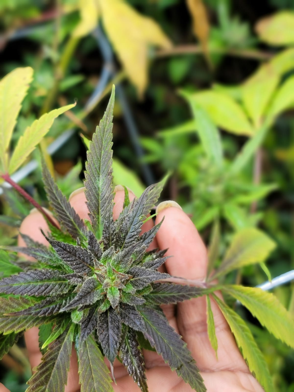 Poppy Skunk F2 (Grand Daddy Purple X Original Skunk #1) 10 Regular Seeds - Image 3