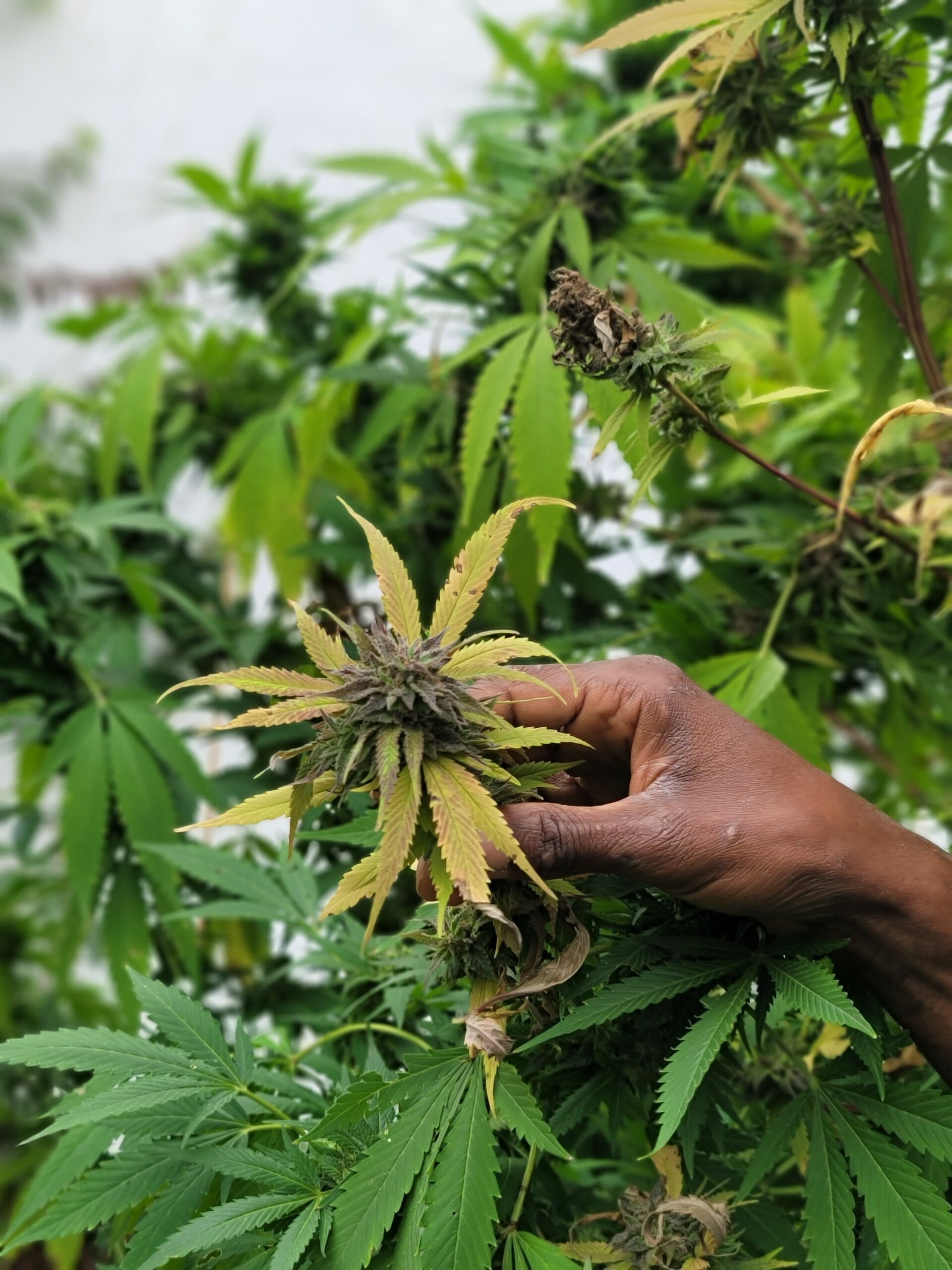 Poppy Skunk F2 (Grand Daddy Purple X Original Skunk #1) 10 Regular Seeds - Image 2