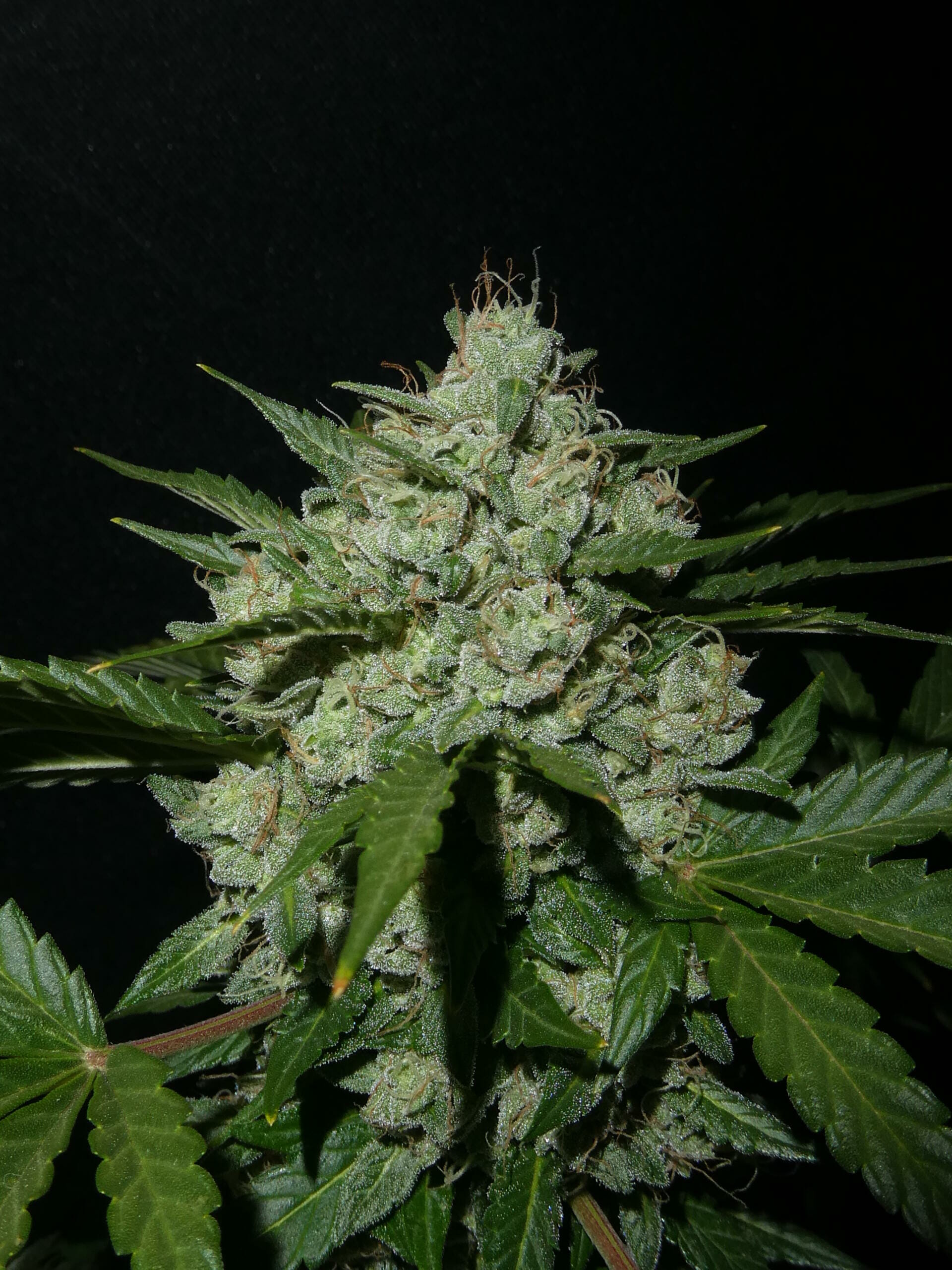 The Ripple F4 Auto 3 Feminized Autoflower Seeds - Image 2