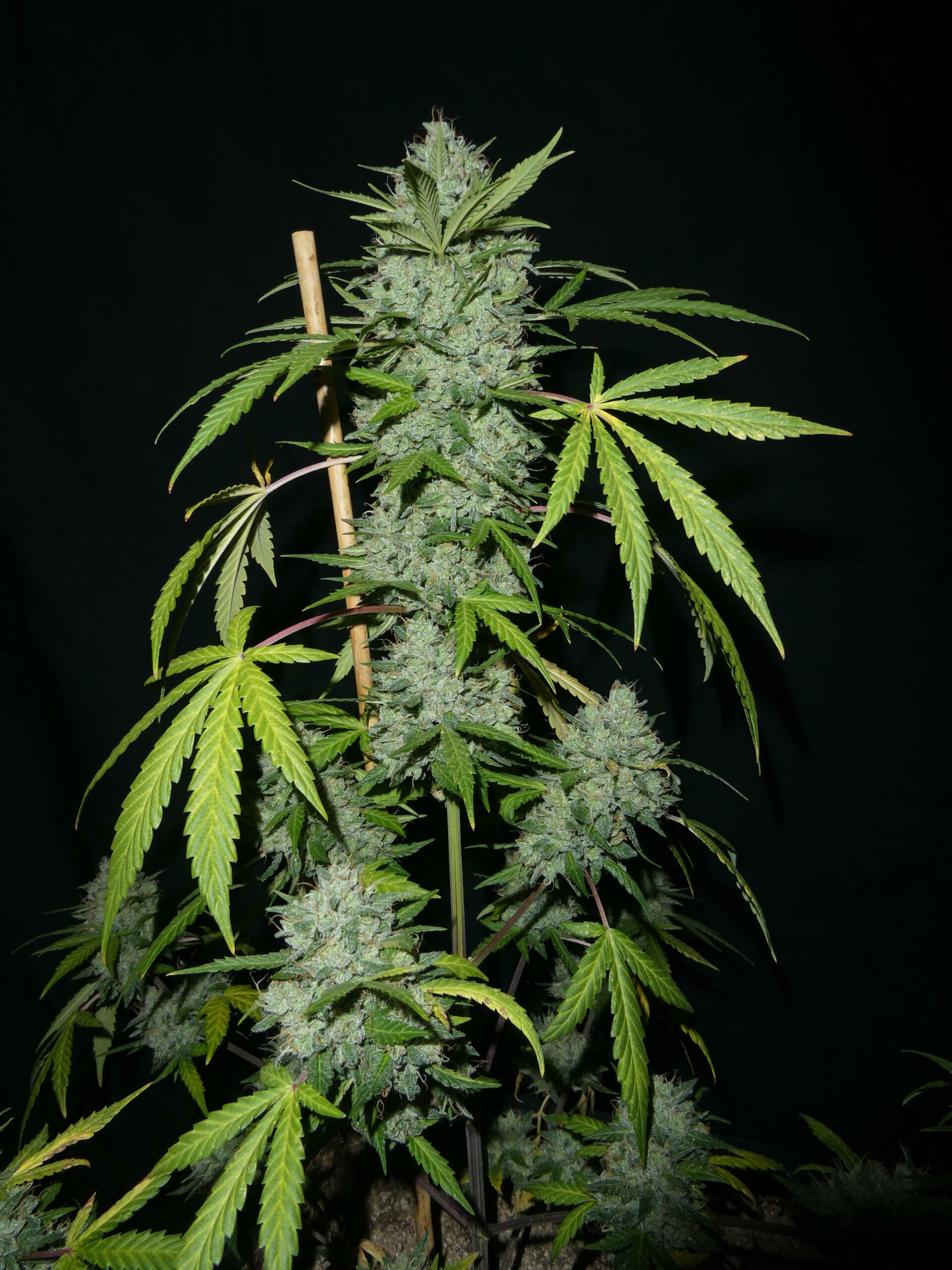 The Ripple F4 Auto 3 Feminized Autoflower Seeds